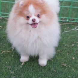Pomeranian puppies from Uniquepombabies