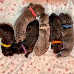 Cane Corso Puppies from Res Ipsa Kennels
