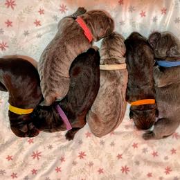Cane Corso Puppies from Res Ipsa Kennels