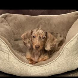 Dachshund Puppies from Barkvenger Dachshunds