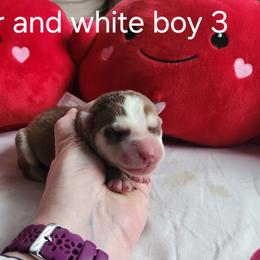 Copper and White Boy 3 - Brown and white male Siberian Husky puppy in Jonesboro, Arkansas from L & A Animal House Siberian Huskies