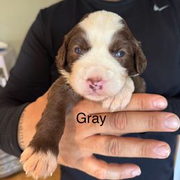 Grey boy - Brown and white male Sheepadoodle puppy in Riverside, California from Downtown Doodles & Frenchies