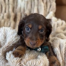 Beau - Chocolate and tan male Dachshund puppy in North Fort Myers, Florida from Trust Fund Devil Kennel