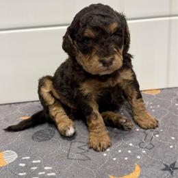Jolene - Red tri-color female Aussiedoodle puppy in Heber City, Utah from Junipersdoodles
