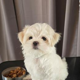 Fig - White male Maltese puppy in Greenville, North Carolina from Amanda's Sugar Sweet Puppies