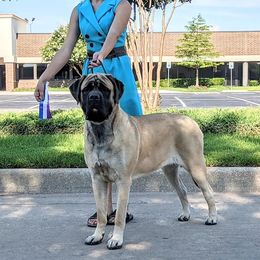 Mastiff Puppies from Celtic's Mastiffs