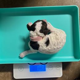 Almond Joy - Brown and white female Bernedoodle puppy in Richmond, Texas from Harper’s Heartbeats