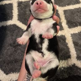 Siberian Husky Puppies from Alexandra's Siberian Huskies