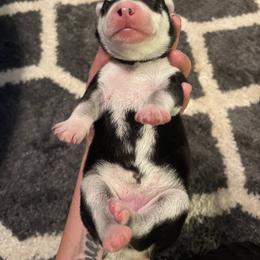 Siberian Husky Puppies from Alexandra's Siberian Huskies