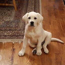 Labrador Retriever Puppies from Fidelity Farm Labradors