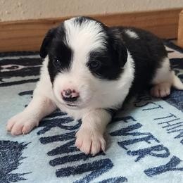 Willow - Black and white female Border Collie puppy in Morgan, Texas from Shooting Star Ranch