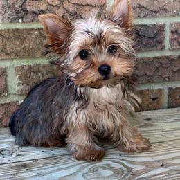 Spicy - Sable female Yorkshire Terrier puppy in Georgia from Berggipfel Yorkies