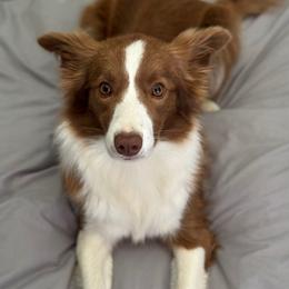 Poppy - Border Collie