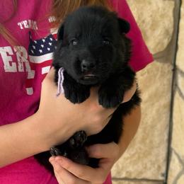 Ozone - Bi-color female German Shepherd puppy in Boerne, Texas from Sudenblick German Shepherds