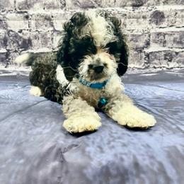 Joey - Black white and tan male Cockapoo puppy in Lancaster, Missouri from Cavapoo Acres
