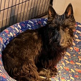 Peaches - Scottish Terrier