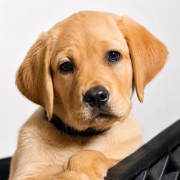 Obi (Black Collar) - Yellow male Dilute Retriever puppy in Baldwin City, Kansas from Hedge Lane Labradors