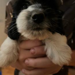 Boy 3 - Piebald male Dachshund puppy in King, North Carolina from Presleys dachshunds