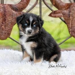 Brook - Black tri-color female Australian Shepherd puppy in Olivehurst, California from Double M Aussies