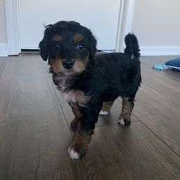 Donner - Aussiedoodle puppy from Lollipups Mini Aussiedoodles