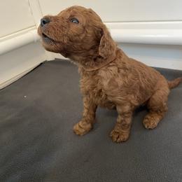 Brown Collar Boy - Red  male Poodle puppy in Grandview, Tennessee from FurEver Poodles
