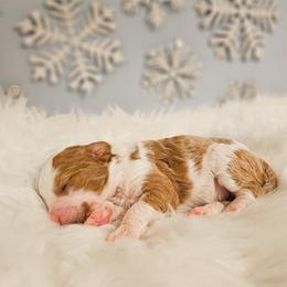 Wynter - Tri-color female Bernedoodle puppy in Russell Springs, Kentucky from 270 Doodles