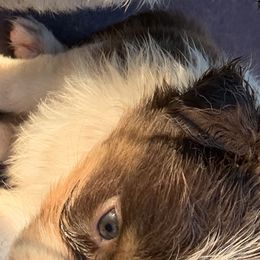 Australian Shepherd Puppies from Bunkhouse aussies