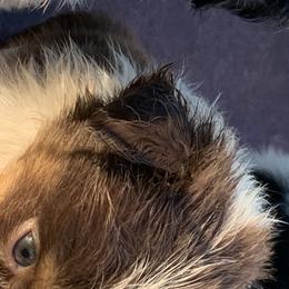 Australian Shepherd Puppies from Bunkhouse aussies