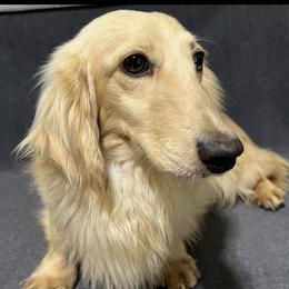 Cracker Jack - Dachshund