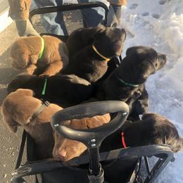Labrador Retriever Puppies from Laurie & Joe's Labs