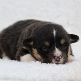 Dottie - Black and tan female American Corgi puppy in Scio, Oregon from Abundant Joy Corgis