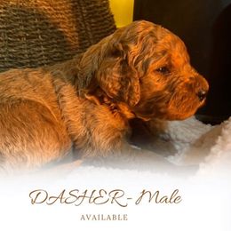 Dasher - Apricot male Goldendoodle puppy in Augusta, Maine from Bridgewood Doodle Farm LLC.