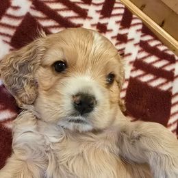 Dax - Buff and white male Cocker Spaniel puppy in Platteville, Wisconsin from Elk Grove Cocker Spainels