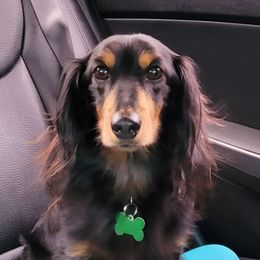 Elvis - Dachshund