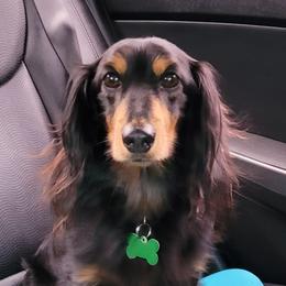 Elvis - Dachshund