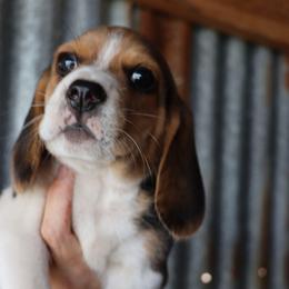 Max - Black tan and white male Beagle puppy in Susanville, California from Homegrown Beagles