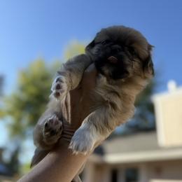 Pekingese Puppies from Northridge Pekingese