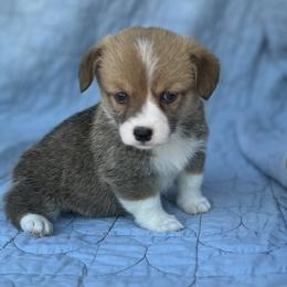 Lola - Red female Pembroke Welsh Corgi puppy in Hope, Arkansas from Foxy Knoll Farm