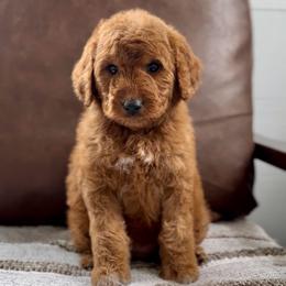 Ruby - Red  female Goldendoodle puppy in St George, Utah from Doodle Bears of Southern Utah