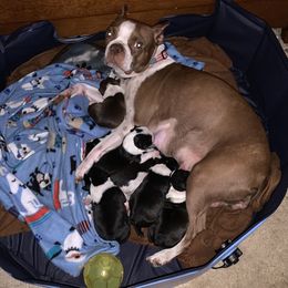 Emery - Boston Terrier