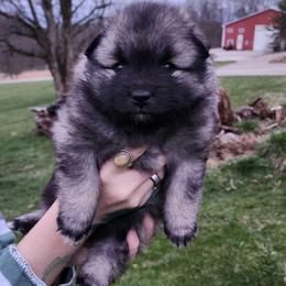Keeshond Puppies from Hocking Hills Keeshonds