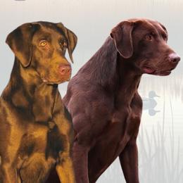 Labrador Retriever puppies from Cane Creek Labradors