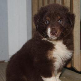 Rabbit - Red tri-color male Australian Shepherd puppy in Star City, Arkansas from Blush & Lace Aussie Co.