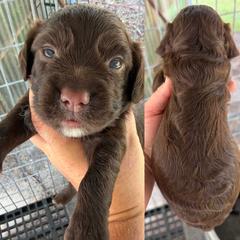 Liver boy - Liver male English Cocker Spaniel puppy in Millen, Georgia from Pine Hill Kennels