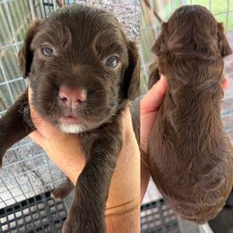 Liver boy - Liver male English Cocker Spaniel puppy in Millen, Georgia from Pine Hill Kennels