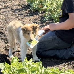 Collie Puppies from Little Apple Collies, Dazey, ND
