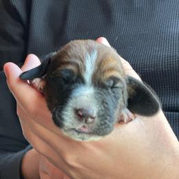 Male 6 - Mahogany and white male Basset Hound puppy in Lindley, New York from Hill Top Basset Hounds & Cane Corso
