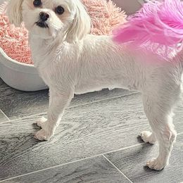 Skai - Maltese