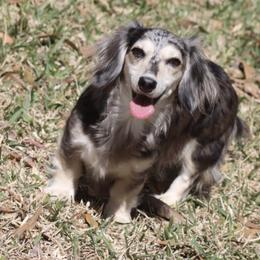 Karma - Dachshund