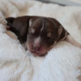 Ghirardelli - Brown and white male Siberian Husky puppy in Bly, Oregon from Hill Top Huskies
